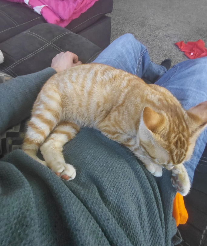 Cheezburger Image 10627303424