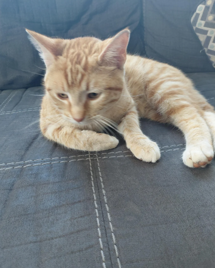 Cheezburger Image 10627303680