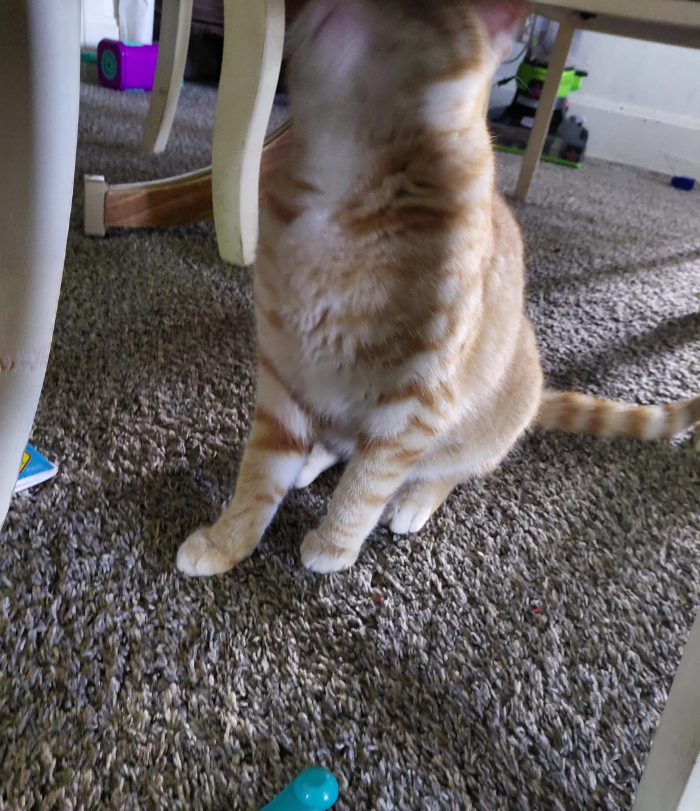 Cheezburger Image 10627304192