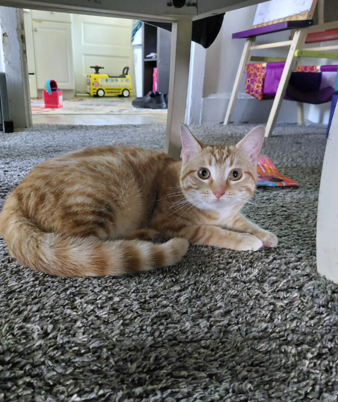 Cheezburger Image 10627304448