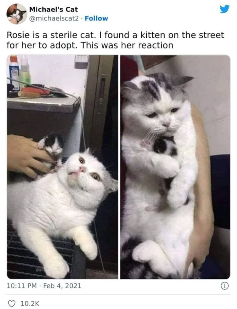 Michael's Cat @michaelscat2. Follow Rosie is a sterile cat. I found a kitten on the street for her to adopt. This was her reaction 10:11 PM Feb 4, 2021 10.2K