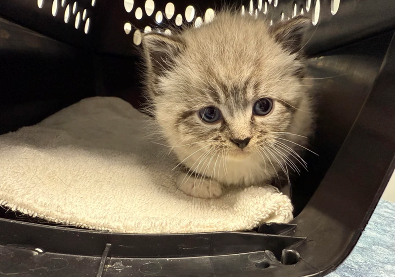 Cheezburger Image 10627318528