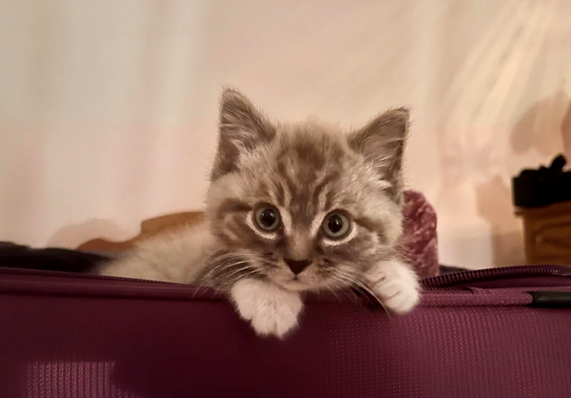 Cheezburger Image 10627319296