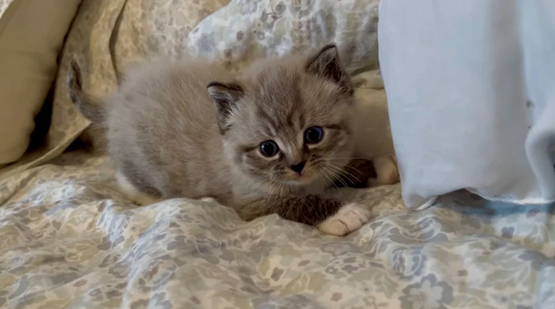 Cheezburger Image 10627319552