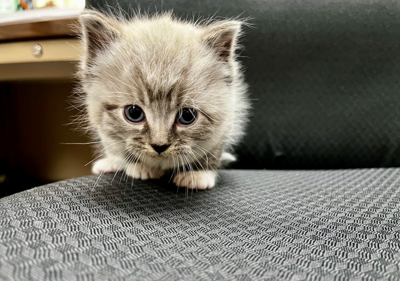 Cheezburger Image 10627319808