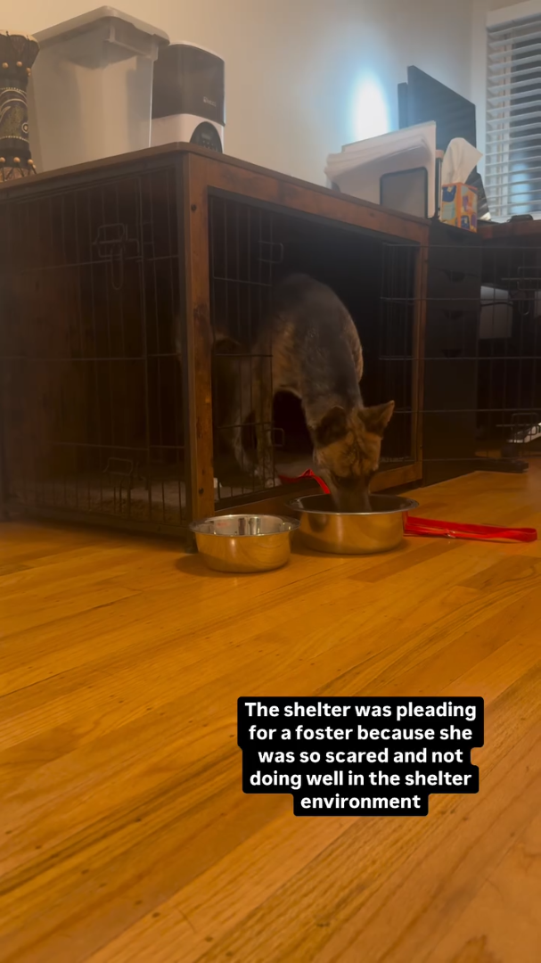 The shelter was pleading for a foster because she was so scared and not doing well in the shelter environment