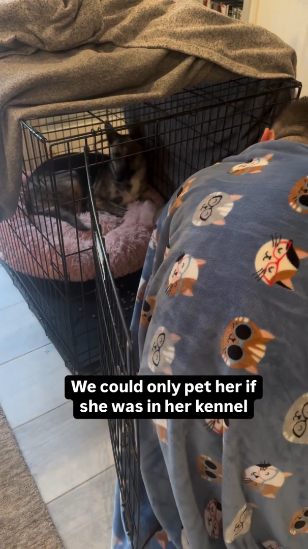 We could only pet her if she was in her kennel