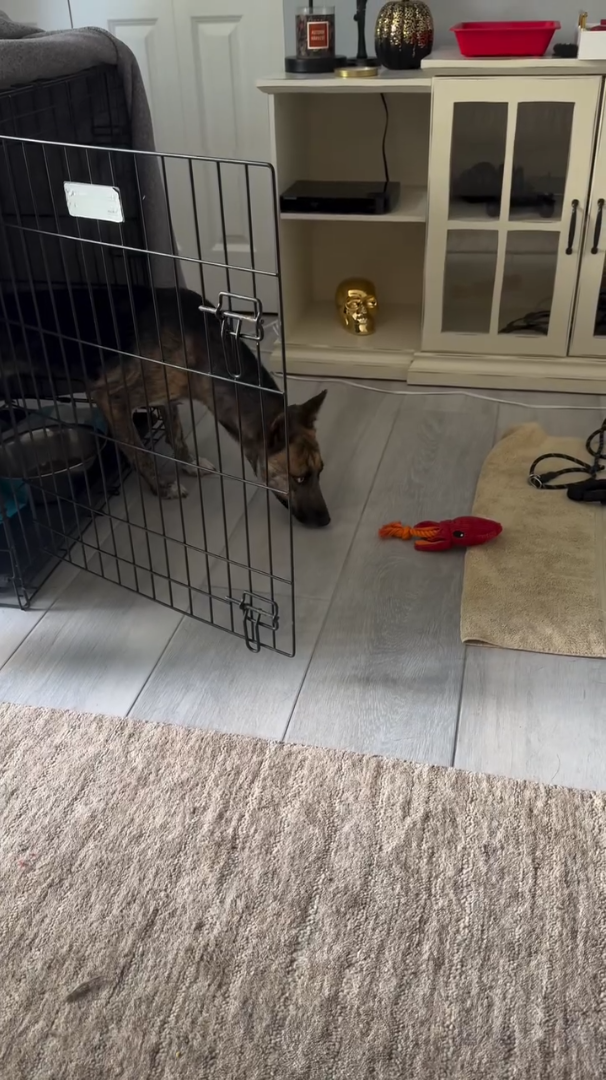 Cheezburger Image 10627322112