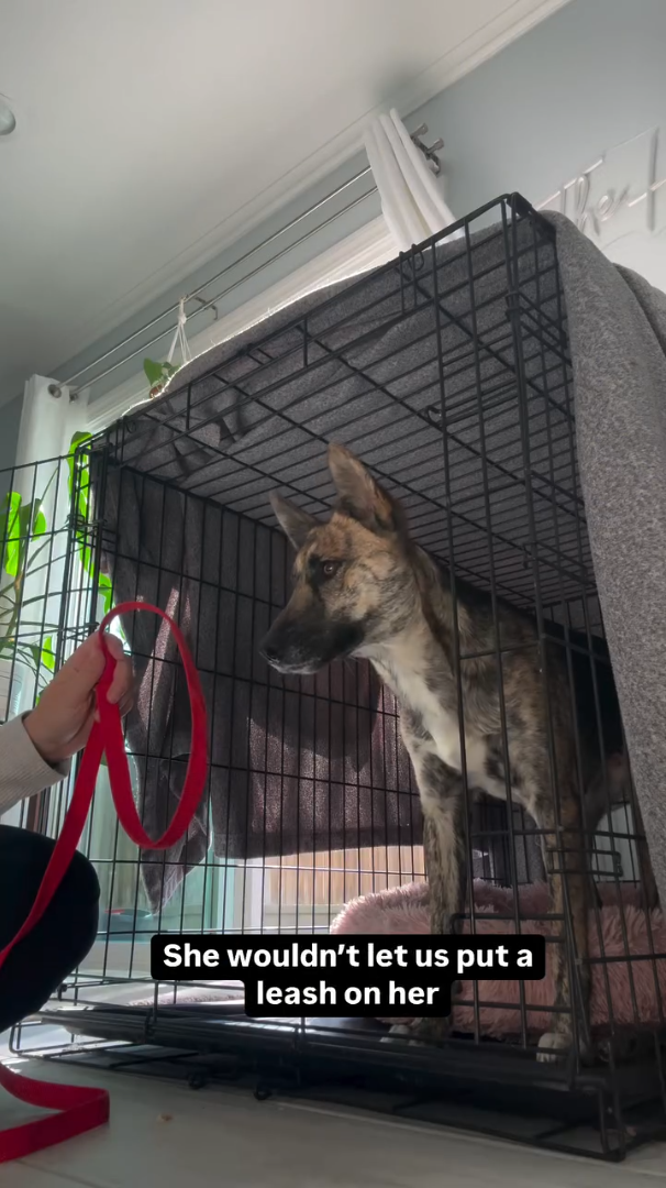 She wouldn't let us put a leash on her