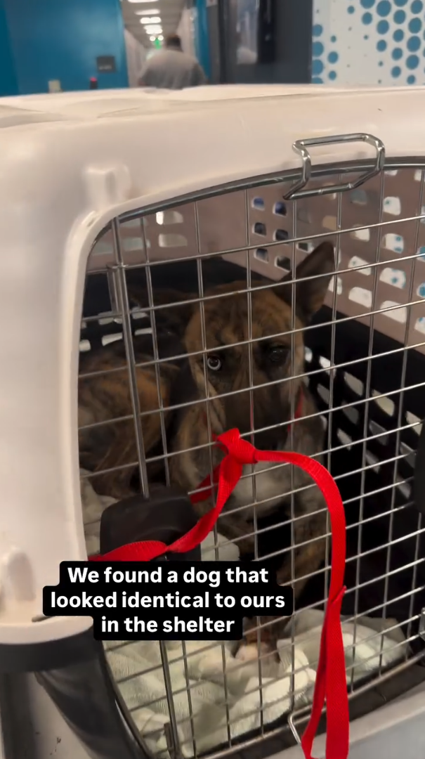 We found a dog that looked identical to ours in the shelter
