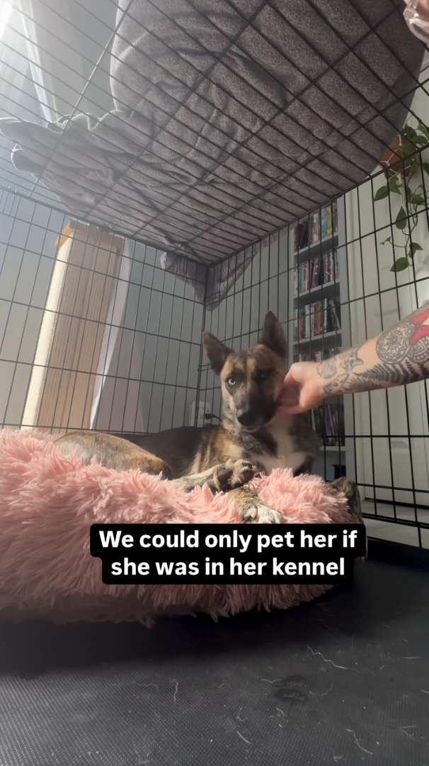 We could only pet her if she was in her kennel