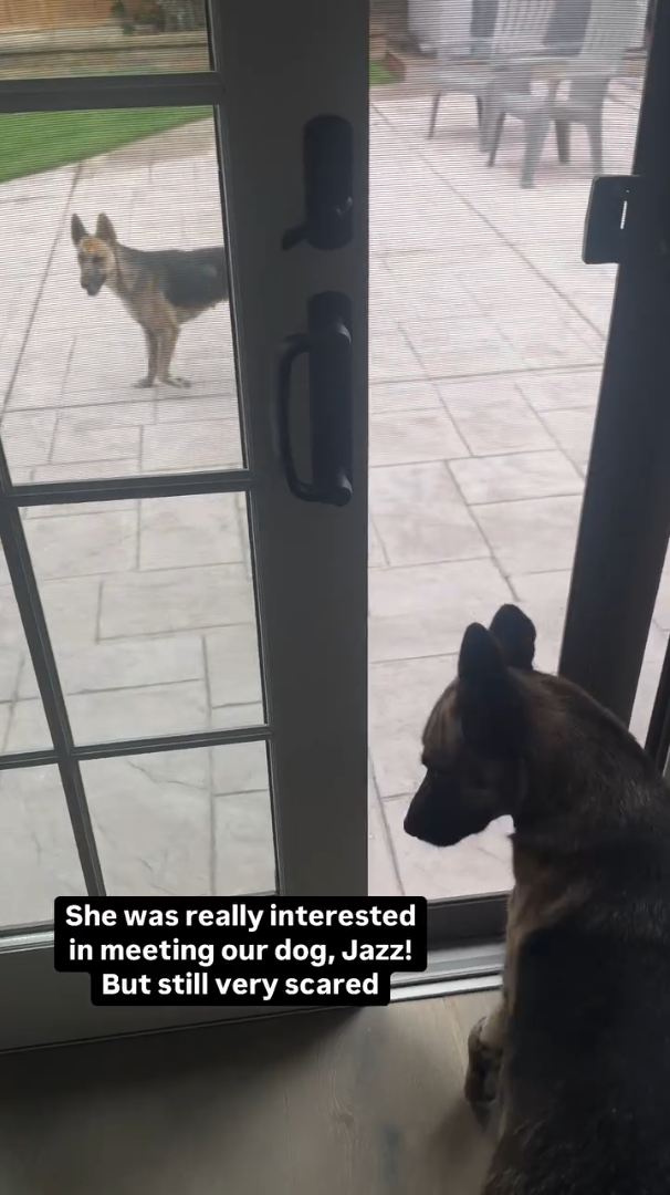 She was s really interested in meeting our dog, Jazz! But still very scared