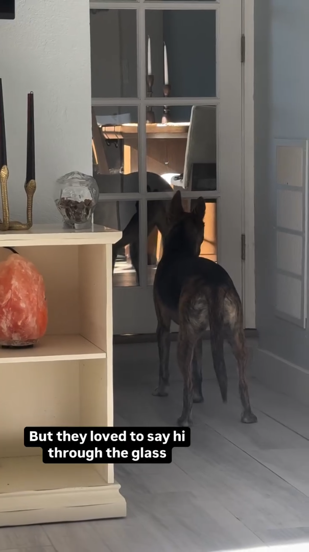 But they loved to say hi through the glass