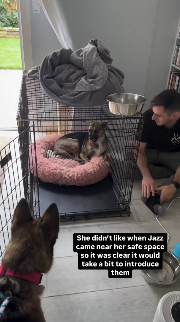 She didn't like when Jazz came near her safe space so it was clear it would take a bit to introduce them