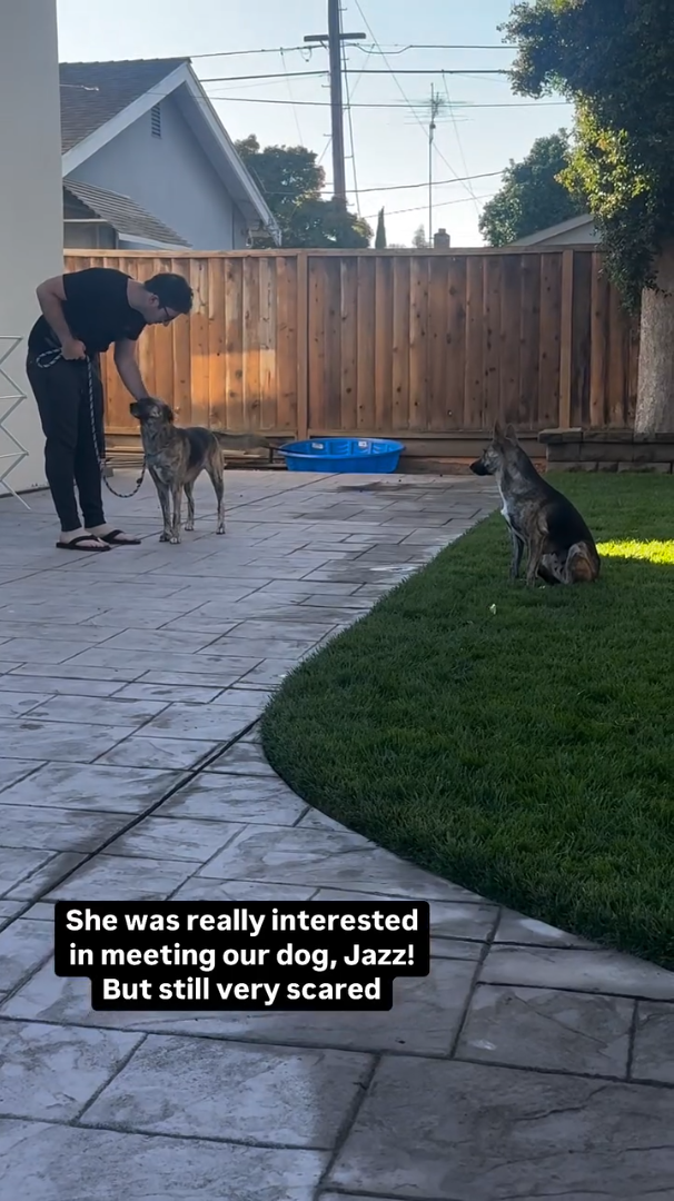 She was really interested in meeting our dog, Jazz! But still very scared
