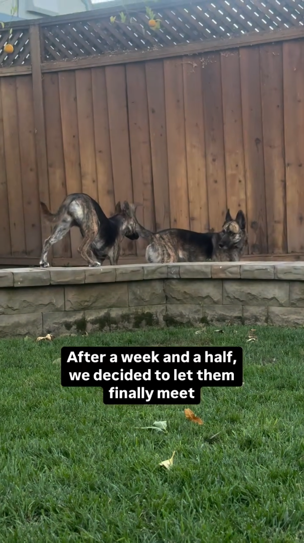 After a week and a half, we decided to let them finally meet