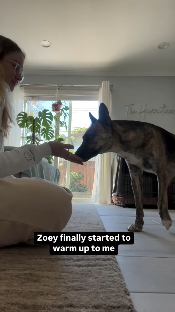 The Havcrittion Zoey finally started to warm up to me