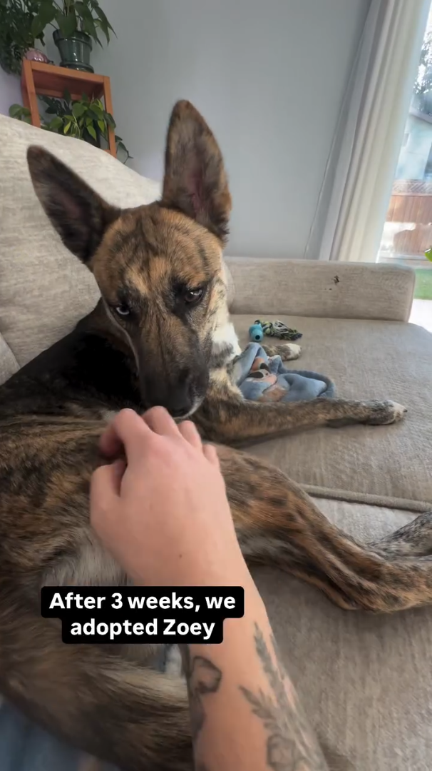 After 3 weeks, we adopted Zoey