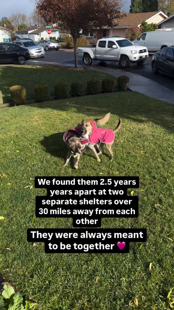 We found them 2.5 years years apart at two separate shelters over 30 miles away from each other They were always meant to be together