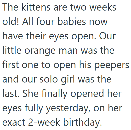 The kittens are two weeks old! All four babies now have their eyes open. Our little orange man was the first one to open his peepers and our solo girl was the last. She finally opened her eyes fully yesterday, on her exact 2-week birthday.
