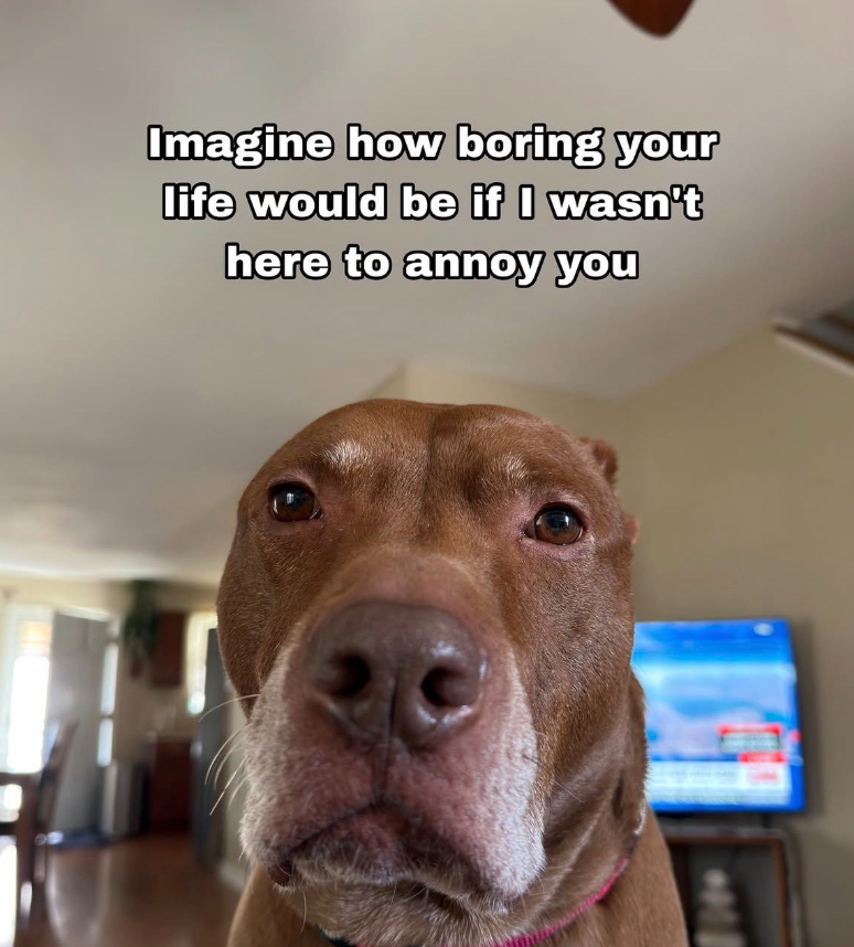 Imagine how boring your life would be if I wasn't here to annoy you