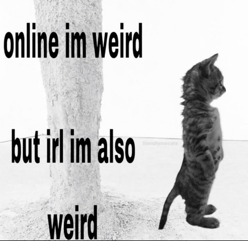 online im weird but irl im also weird literallymecats
