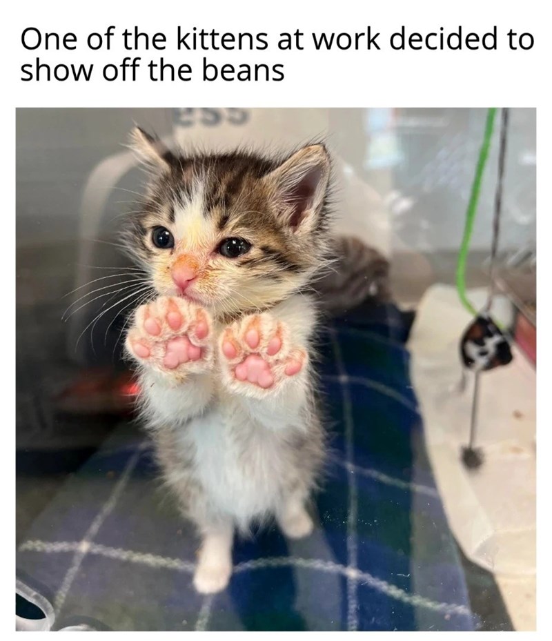 One of the kittens at work decided to show off the beans