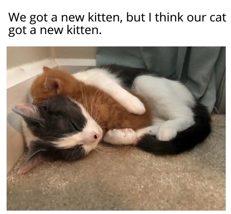 We got a new kitten, but I think our cat got a new kitten.