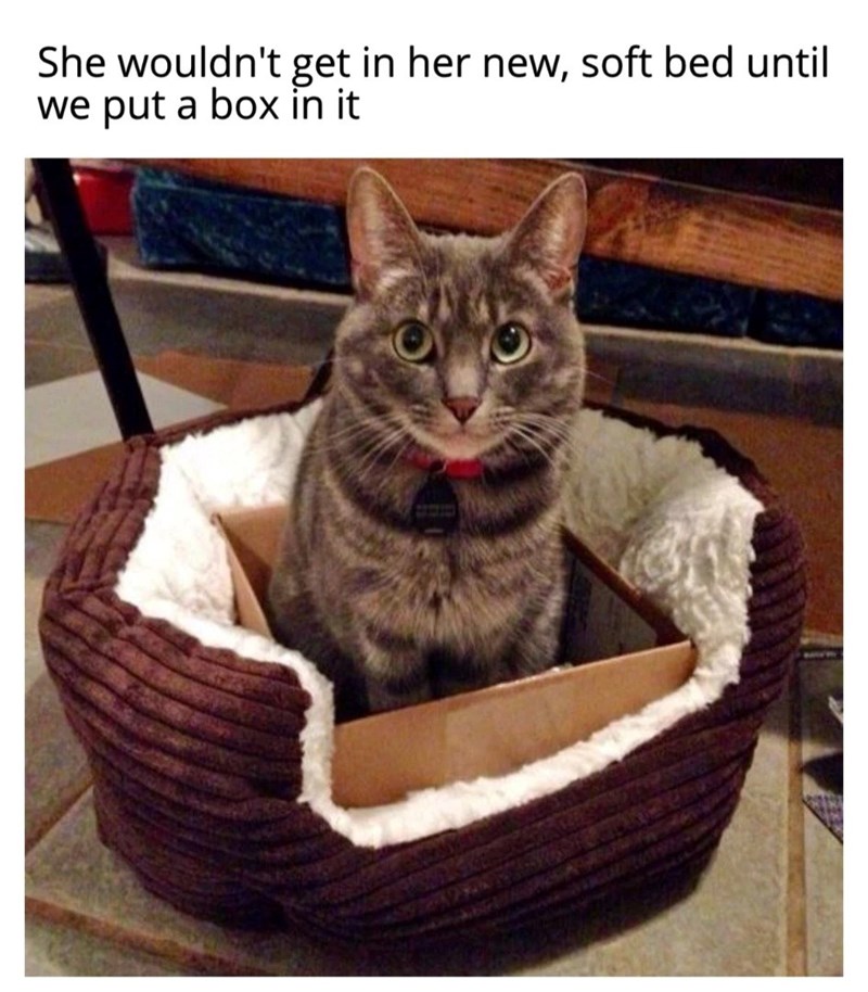 She wouldn't get in her new, soft bed until we put a box in it