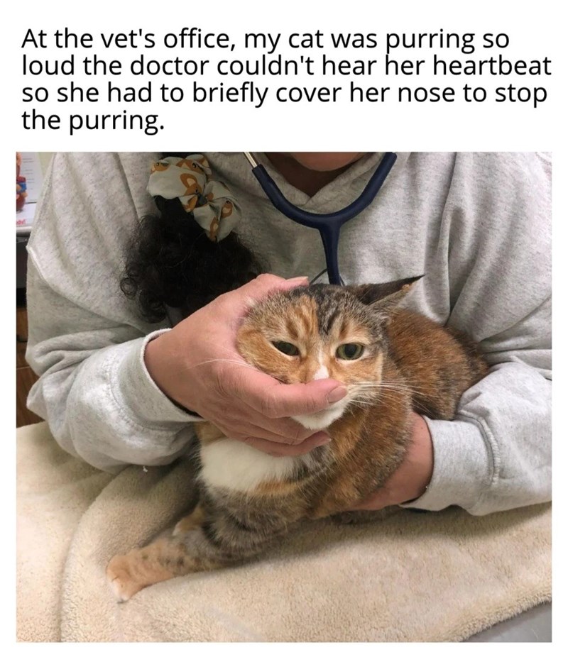 At the vet's office, my cat was purring so loud the doctor couldn't hear her heartbeat so she had to briefly cover her nose to stop the purring.