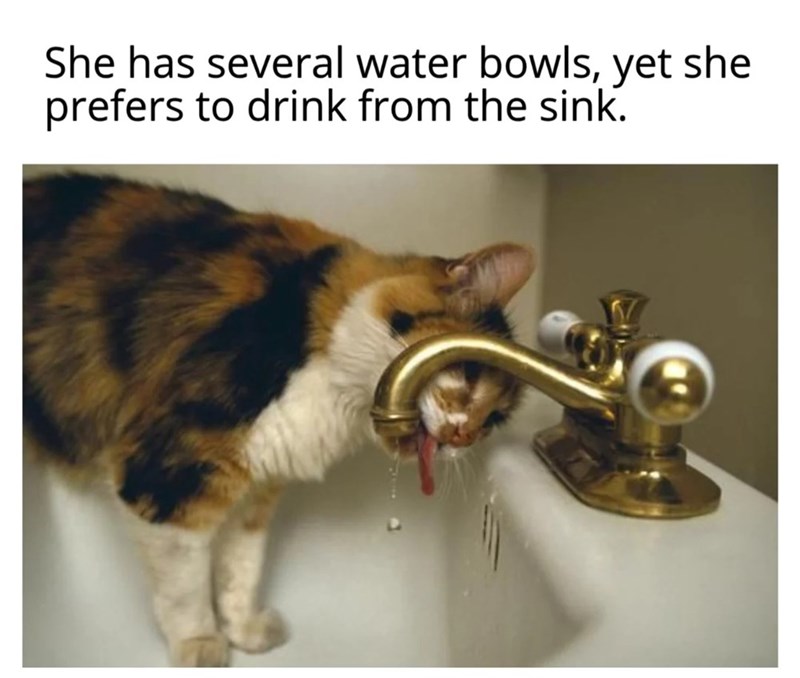 She has several water bowls, yet she prefers to drink from the sink.