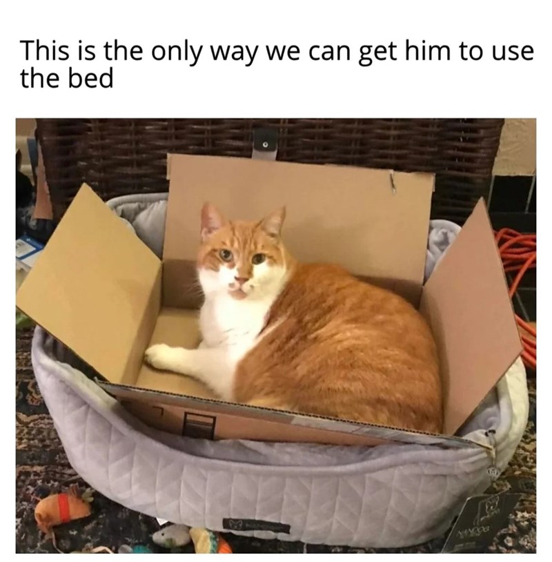 This is the only way we can get him to use the bed B