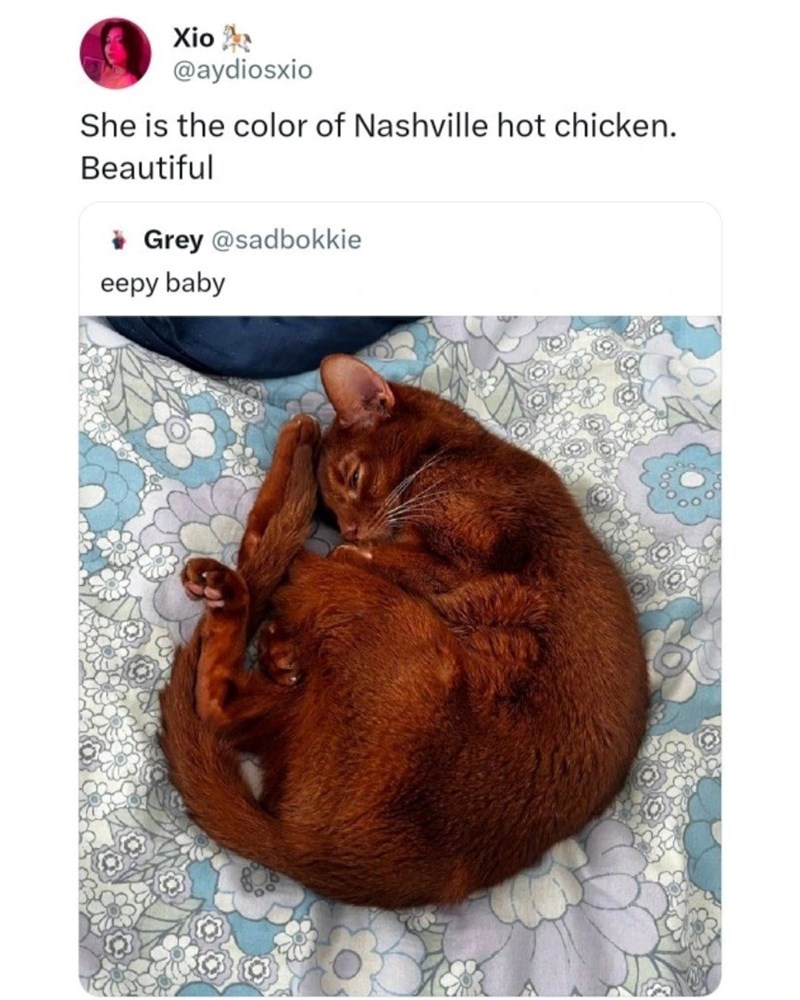 Xio es @aydiosxio She is the color of Nashville hot chicken. Beautiful Grey @sadbokkie eepy baby