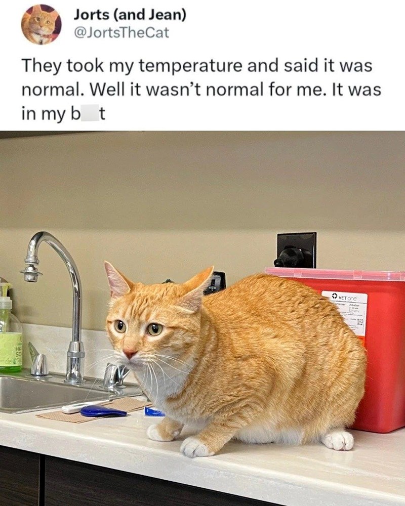 Jorts (and Jean) @JortsTheCat They took my temperature and said it was normal. Well it wasn't normal for me. It was in my bot HA VETONE 2 Gaon