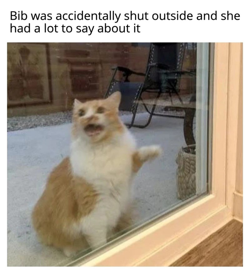 Bib was accidentally shut outside and she had a lot to say about it