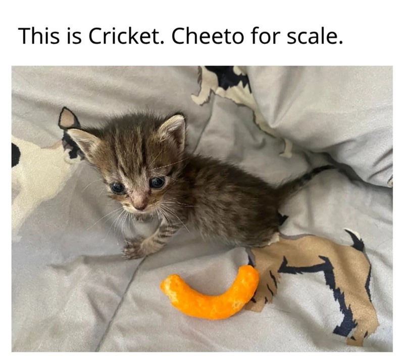 This is Cricket. Cheeto for scale.