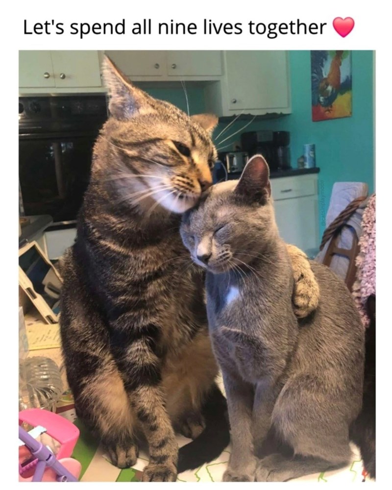 Let's spend all nine lives together