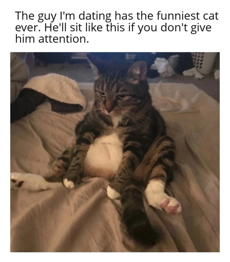 The guy I'm dating has the funniest cat ever. He'll sit like this if you don't give him attention.