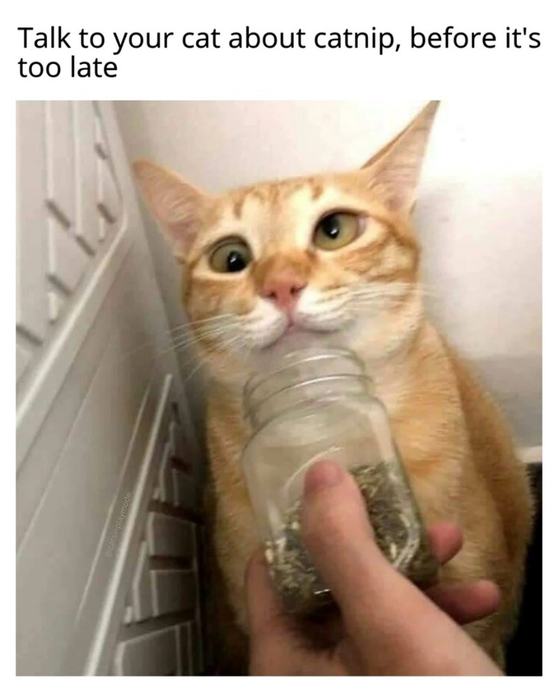 Talk to your cat about catnip, before it's too late