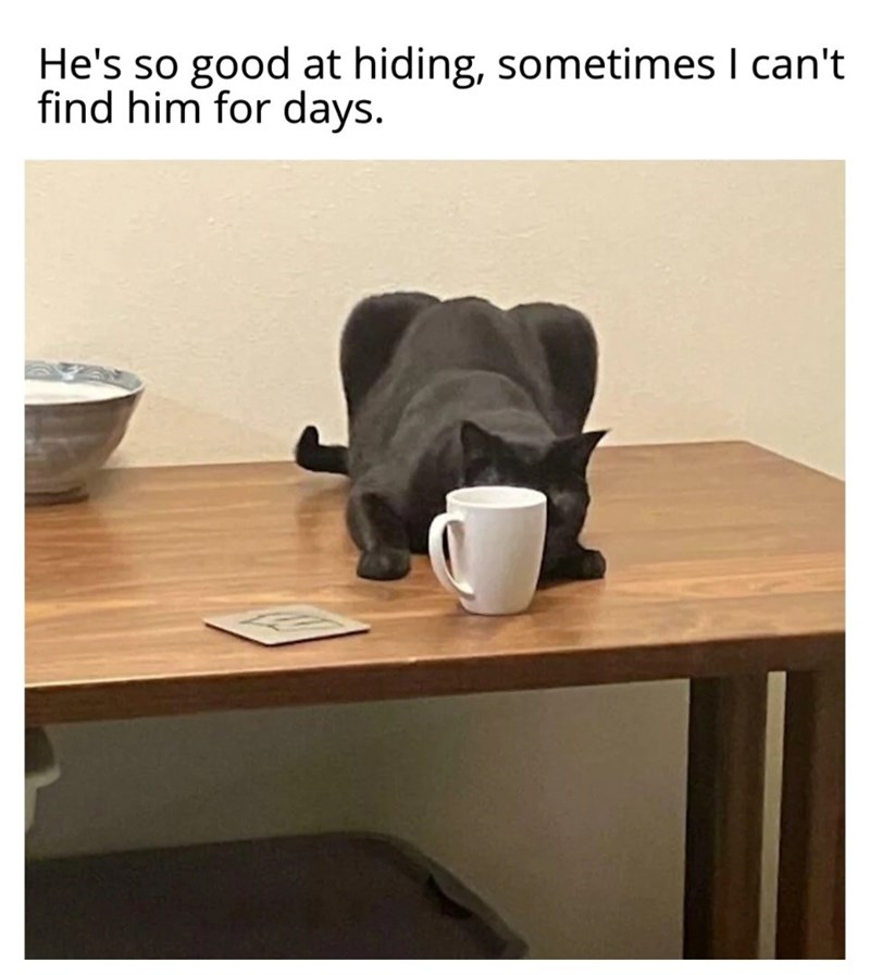 He's so good at hiding, sometimes I can't find him for days.