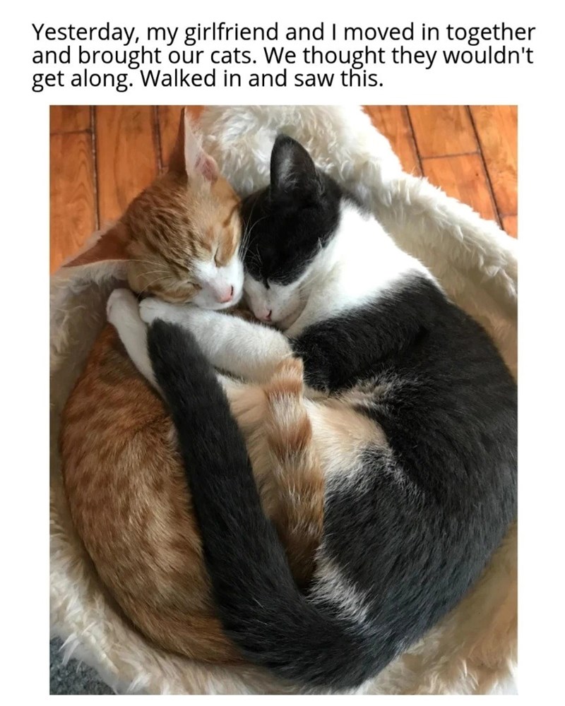 Yesterday, my girlfriend and I moved in together and brought our cats. We thought they wouldn't get along. Walked in and saw this.