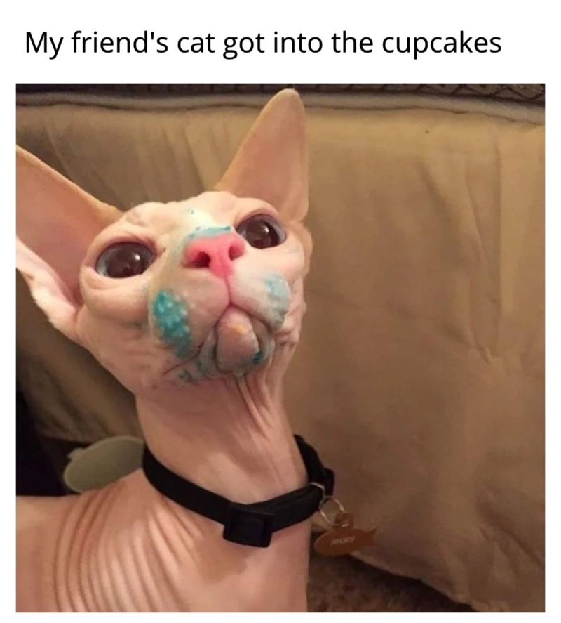 My friend's cat got into the cupcakes JACKY