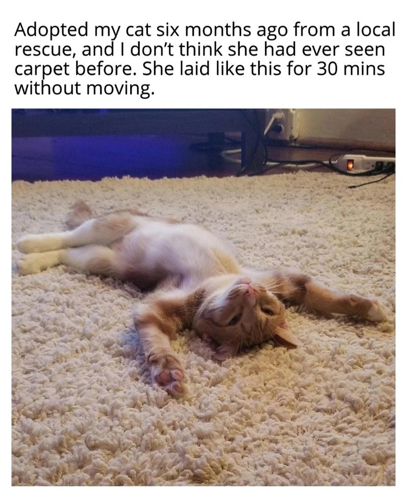 Adopted my cat six months ago from a local rescue, and I don't think she had ever seen carpet before. She laid like this for 30 mins without moving.