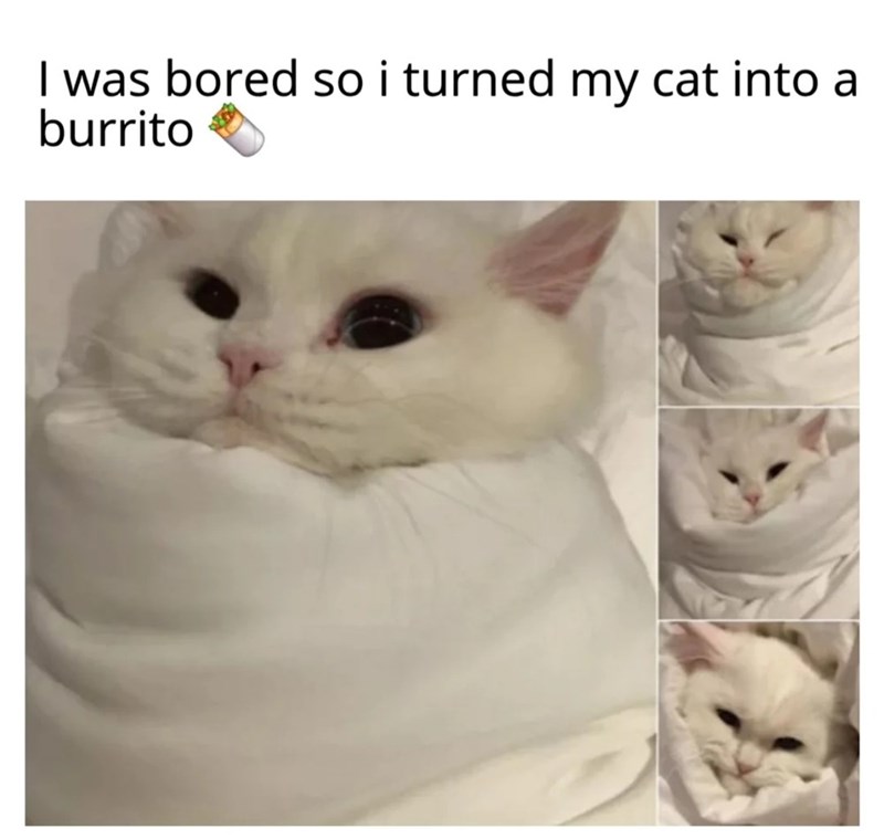 I was bored so i turned my cat into a burrito