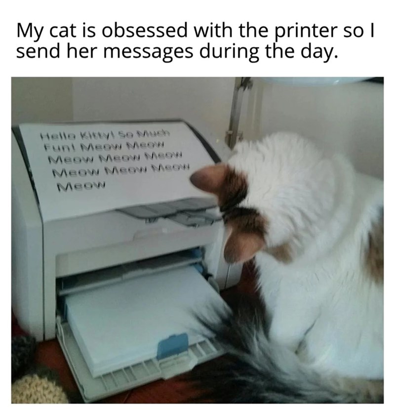 My cat is obsessed with the printer so I send her messages during the day. Hello Kitty! So Much Fun! Meow Meow Meow Meow Meow Meow Meow Meow Meow