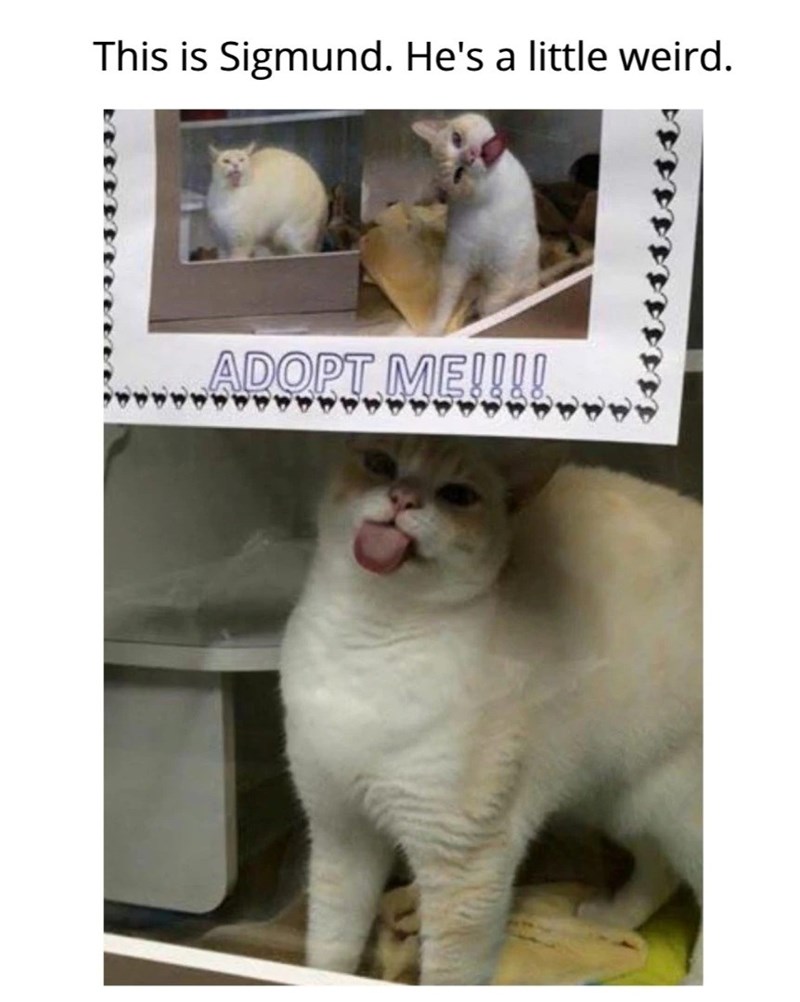This is Sigmund. He's a little weird. ADOPT ME!!!!