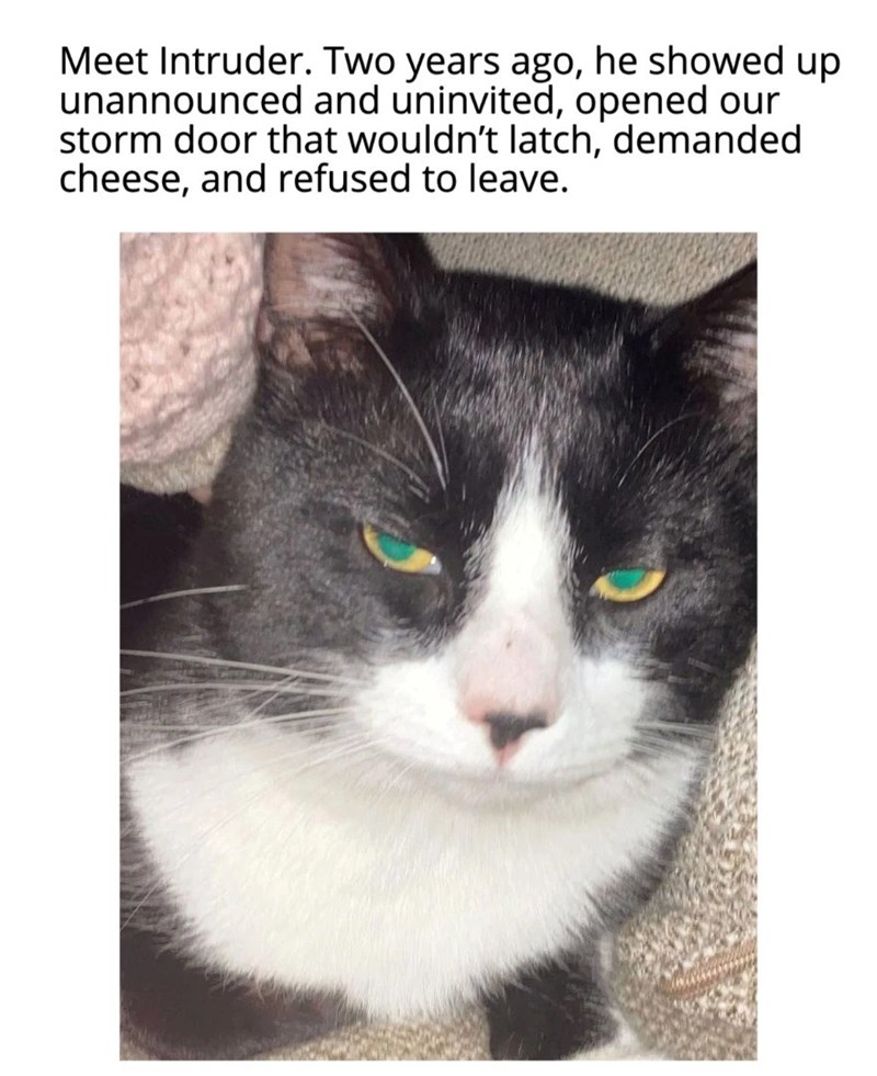 Meet Intruder. Two years ago, he showed up unannounced and uninvited, opened our storm door that wouldn't latch, demanded cheese, and refused to leave.