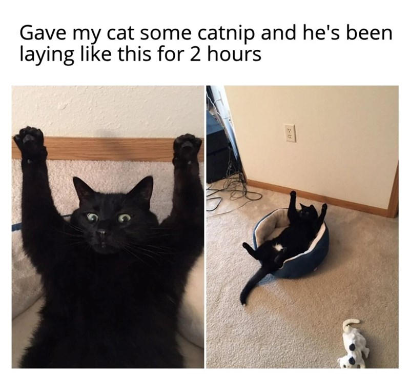 Gave my cat some catnip and he's been laying like this for 2 hours W
