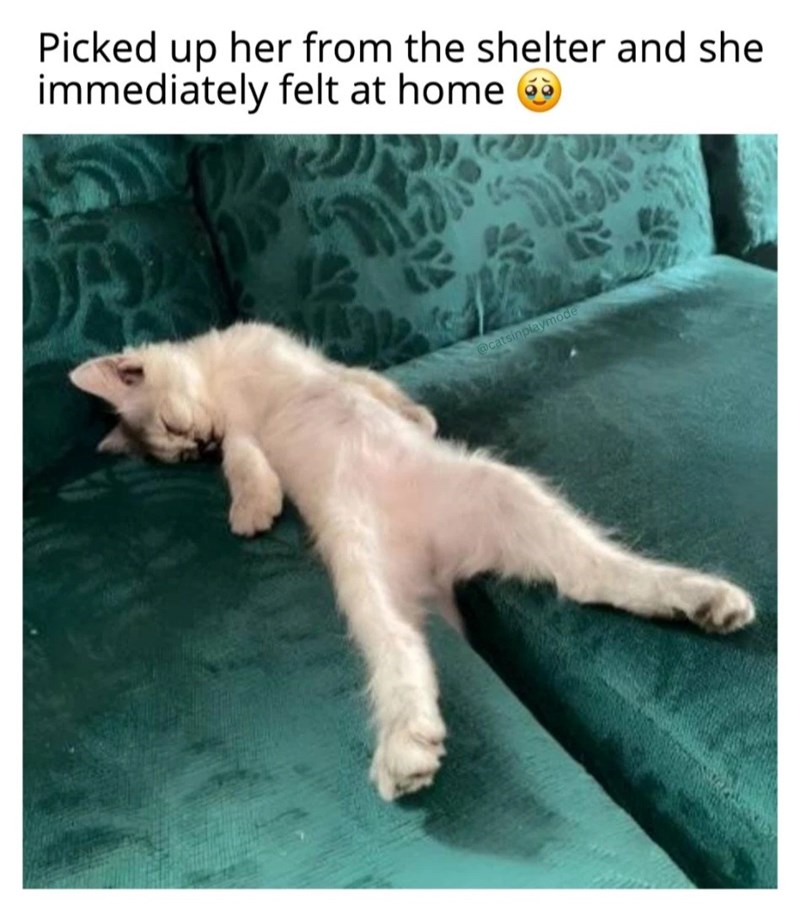 Picked up her from the shelter and she immediately felt at home @catsinplaymode