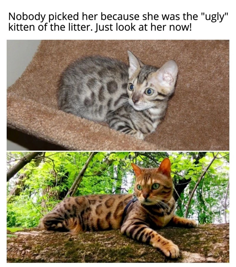 Nobody picked her because she was the "ugly" kitten of the litter. Just look at her now!